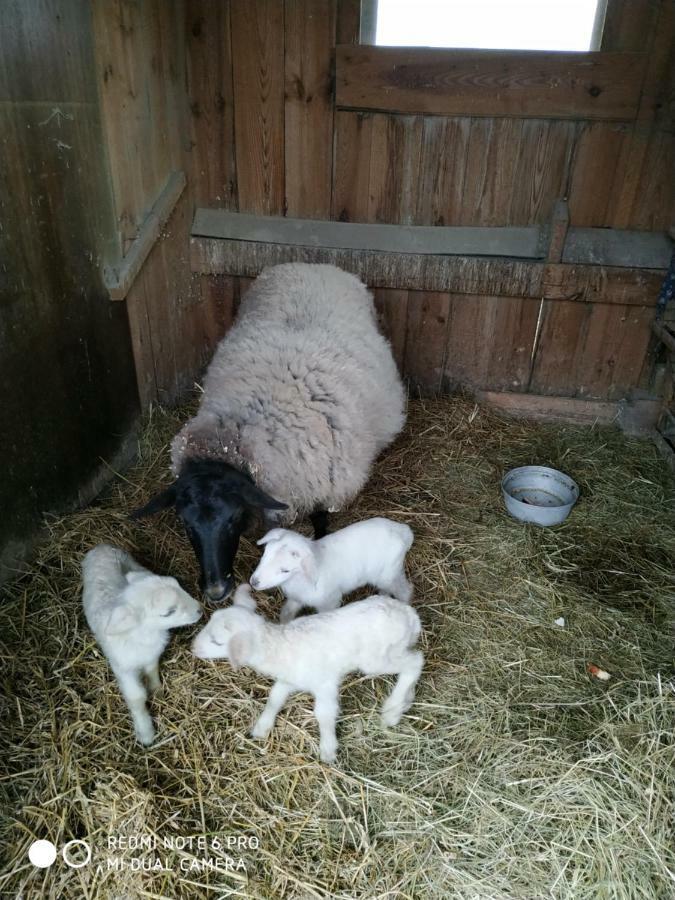 Ubytovani Ve Stodole Stráž nad Nežárkou Exterior foto